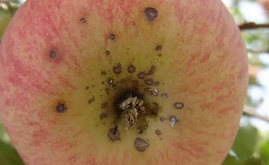 苹果上有密密麻麻的小斑点,苹果小白斑影响什么