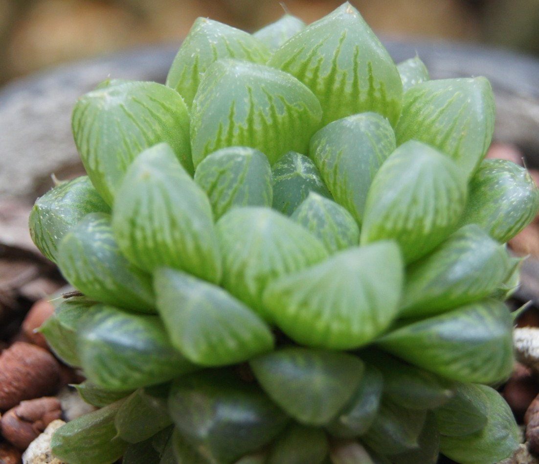 玉露怎么可以快速长大,干瘪的玉露怎么救