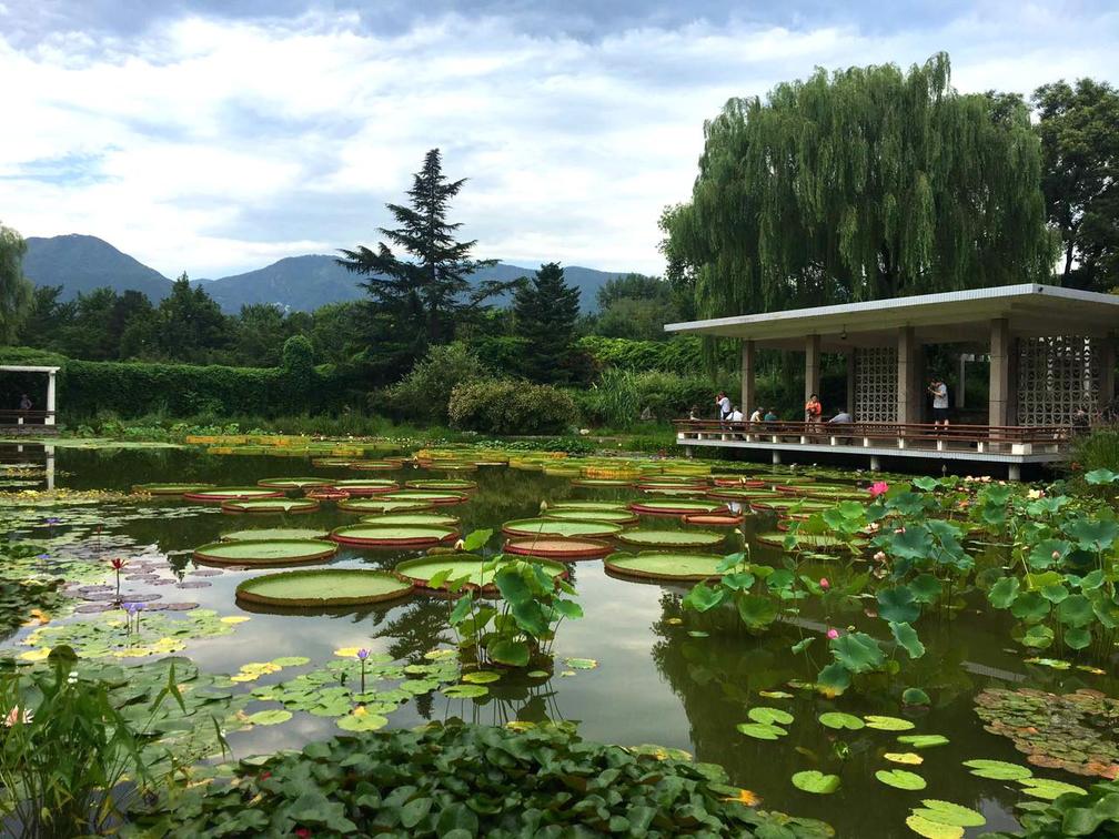 鱼缸养睡莲的养殖方法视频,家庭养睡莲用多大的缸合适