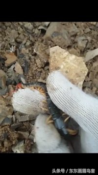 画眉鸟换毛期间可以洗澡吗,画眉鸟换毛期喂什么料最好