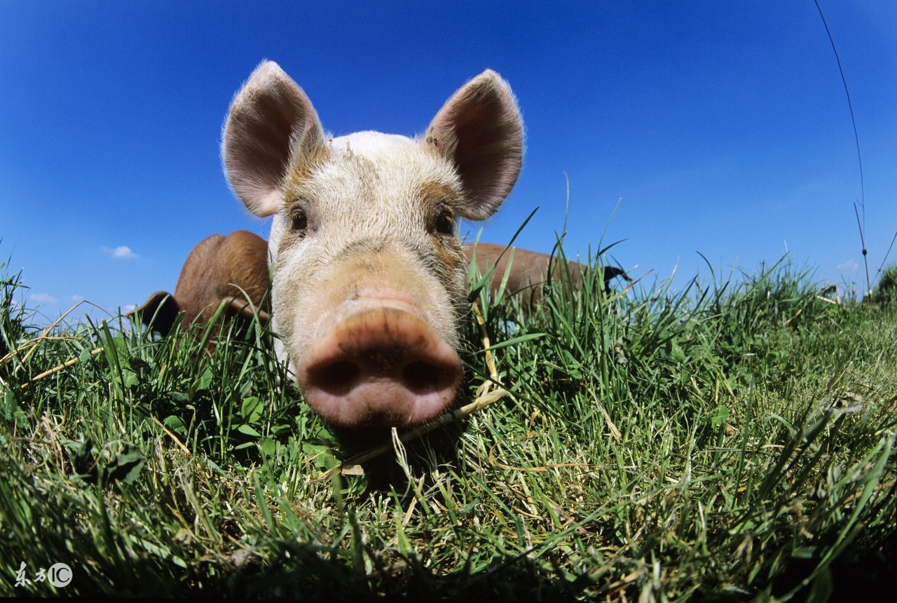 猪病预警；夏秋交接猪皮肤病！