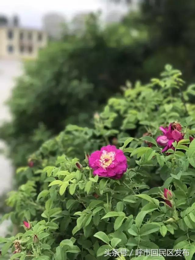 呼市新钢公园效果图,新钢街道公园