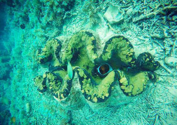 一起去帕劳旅游,去帕劳旅游自由行攻略