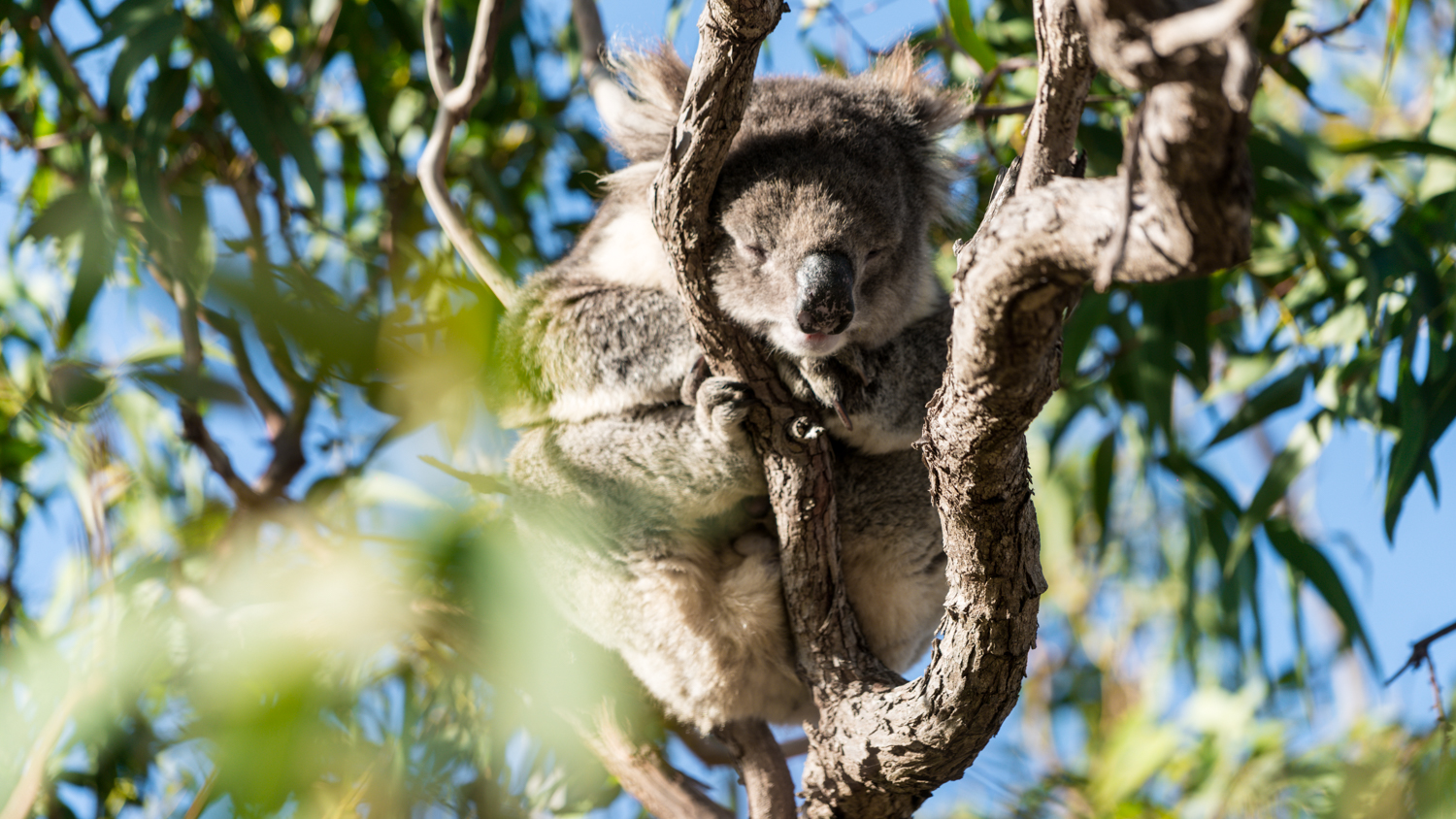 澳洲生蚝哪里最好,全球顶级生蚝多少钱一个