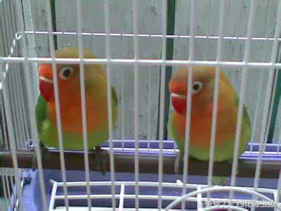 牡丹鹦鹉怎么放养,牡丹鹦鹉到底是笼养好还是散养好