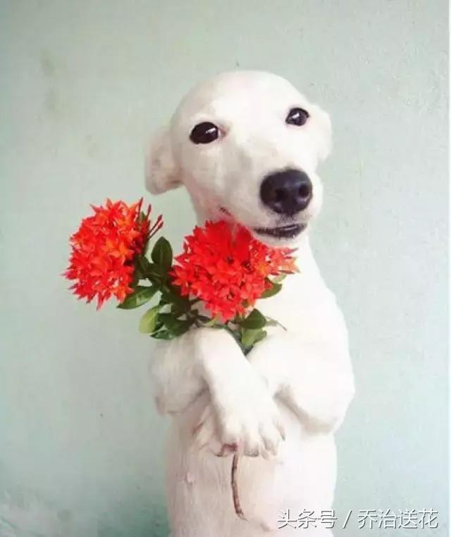 难得一见的好看狗,你见过有如此灵性的狗吗