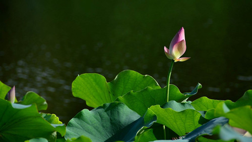 杨修之死感悟赏析,杨修之死逐句翻译