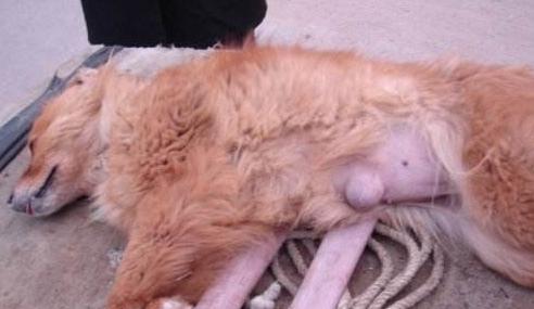 狗狗日常7种病症的常规护理要领,道格队长养宠物