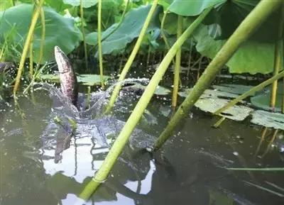 如何扩大产业规模,如何扩大产品附加值