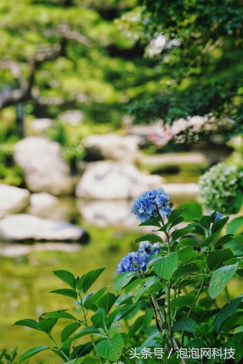 索尼微单a9最新消息,索尼a9新微单