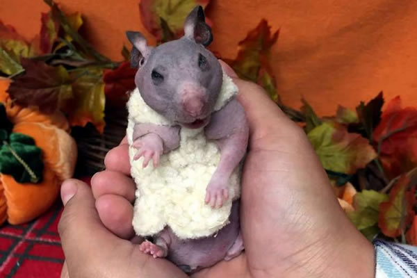 9个奇怪的无毛动物