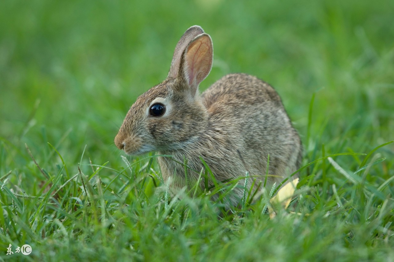 2024属兔化解太岁佩戴观音可以吗,2023年属兔人太岁化解