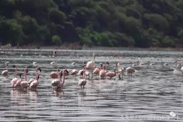 风动？树动？心动！致你，Kenya