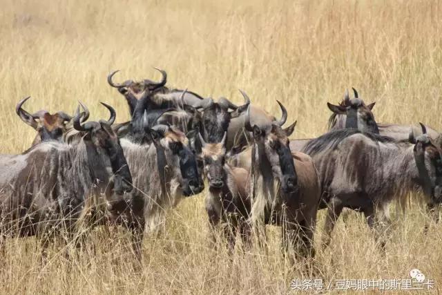 风动？树动？心动！致你，Kenya