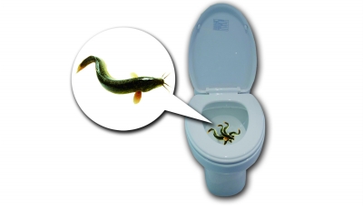 家里的马桶堵塞了简单的操作方法,家里马桶堵塞怎么办