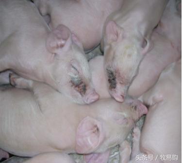 猪饲料中的这一毒素的毒性竟然是氰化钾的10倍,*霜砒**的68倍!