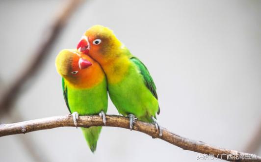 牡丹鹦鹉怎么放养,牡丹鹦鹉到底是笼养好还是散养好