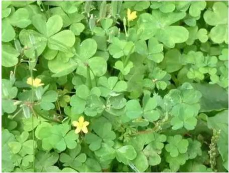 常见中草药图片及讲解,身边常见的中草药功效大全