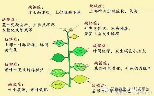 完整的土壤知识快收藏吧,土壤肥料基础知识