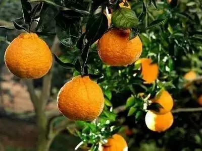 金堂县创建旅游城市,打造天府旅游县