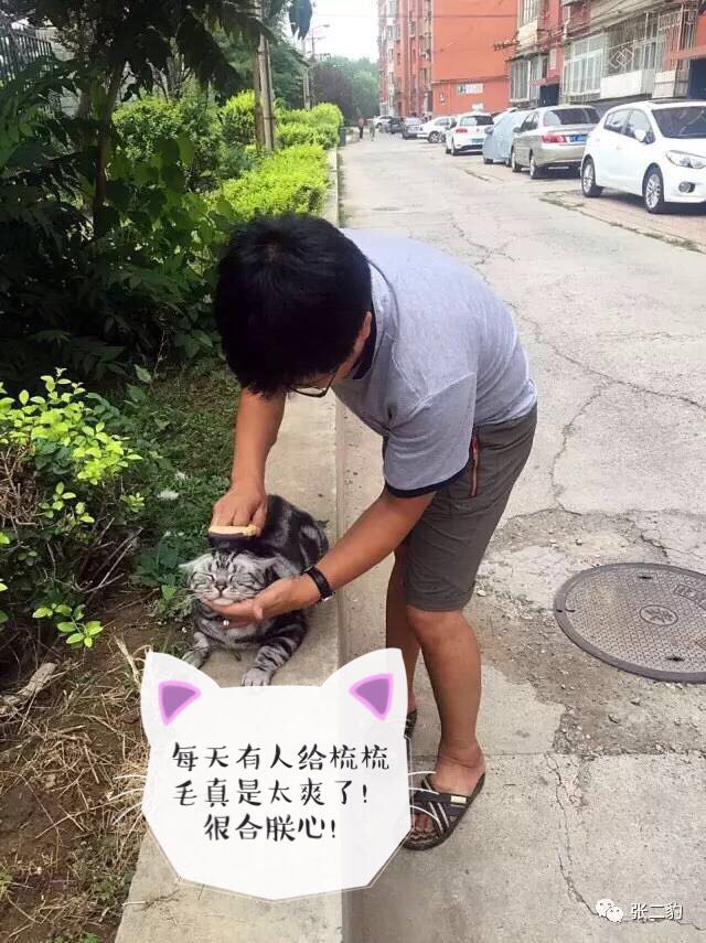 猫咪掉毛期不喂化毛膏可以吗,有什么办法能解决猫咪掉毛