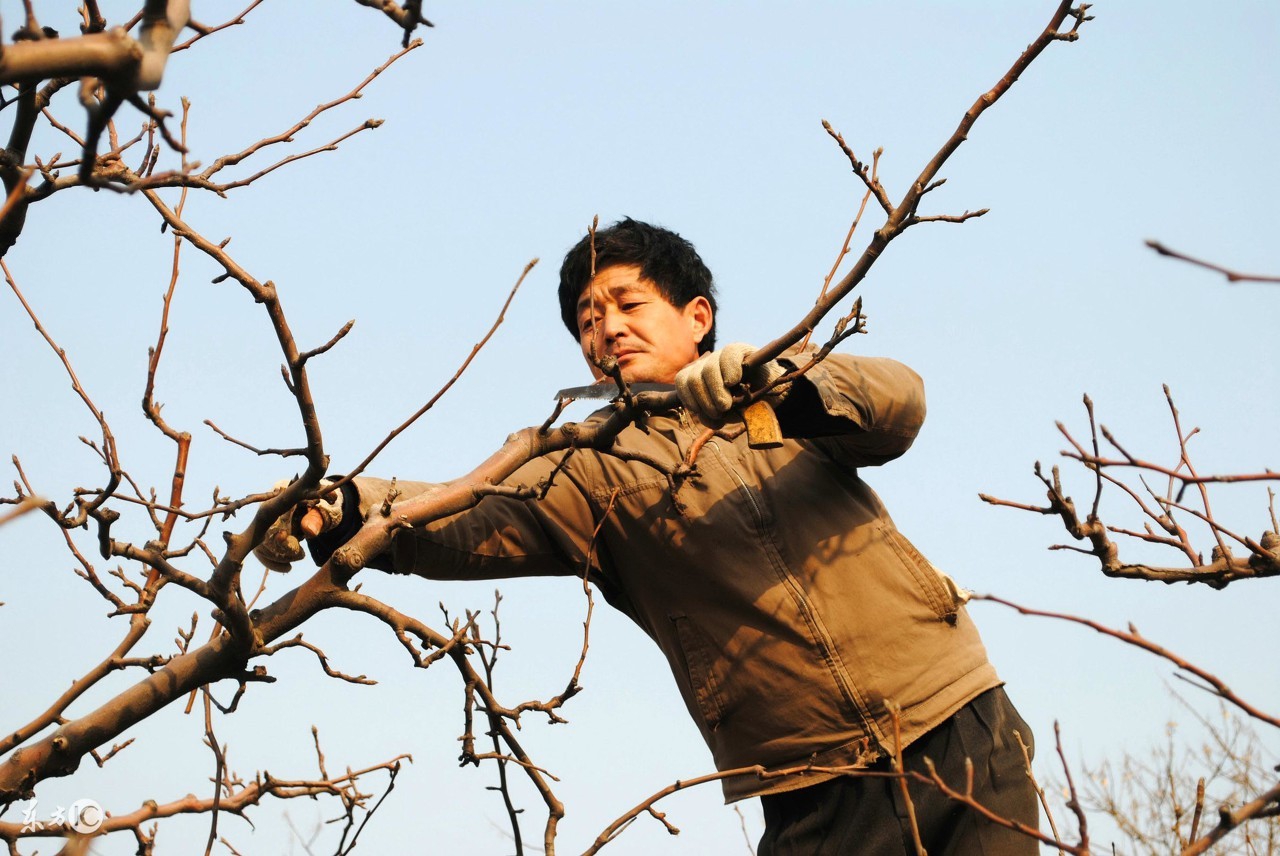 不会修剪月季怎么办,不会修剪怎么办