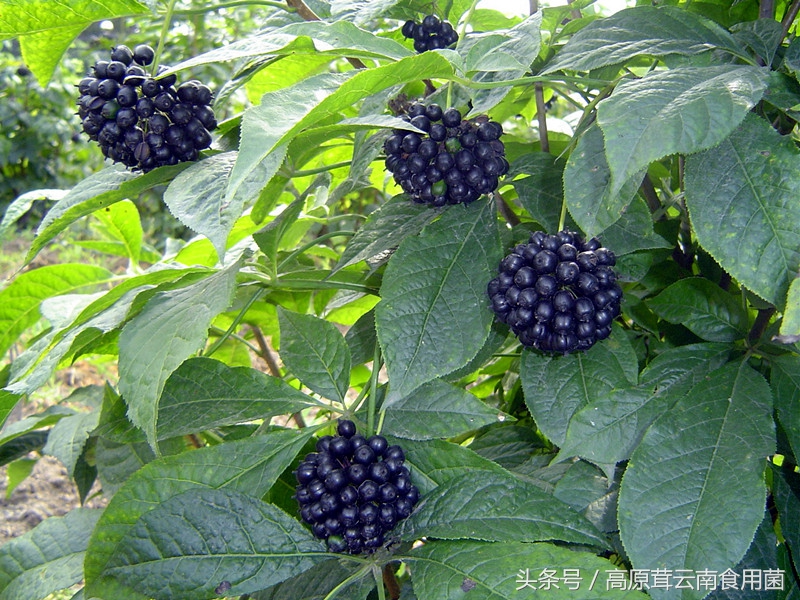 东北中药材种植什么品种前景好点,适合东北种植的中药材有哪些品种