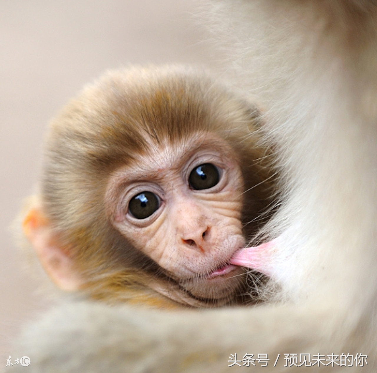 揭秘80年属猴人的毕生宿命,80年属猴人躲不过去的大难