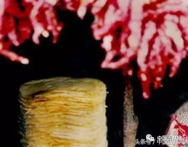 到吉林玩买啥、吃啥？再也不用刘烨代购吉林土特产了！