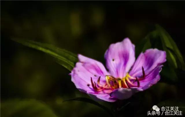 暴牙郎的功效与作用,暴牙郎功效与作用