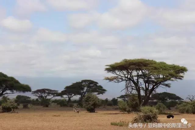 风动？树动？心动！致你，Kenya