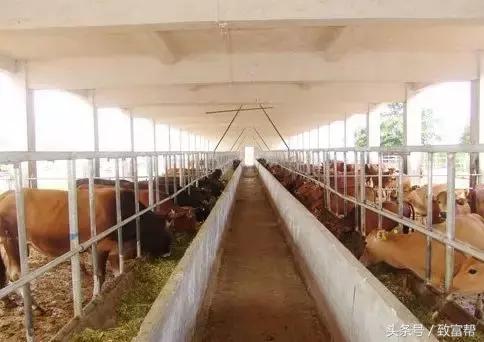 奶牛养殖高科技视频,科技养奶牛
