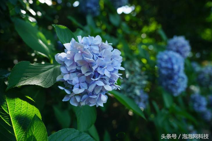 索尼微单a9最新消息,索尼a9新微单