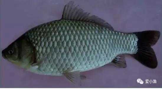 异育银鲫病毒性鳃出血病预防与控制技术