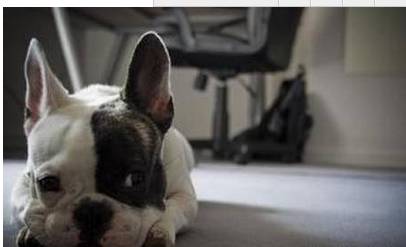 狗狗抑郁症症状怎么治疗,狗狗抑郁症如何治疗