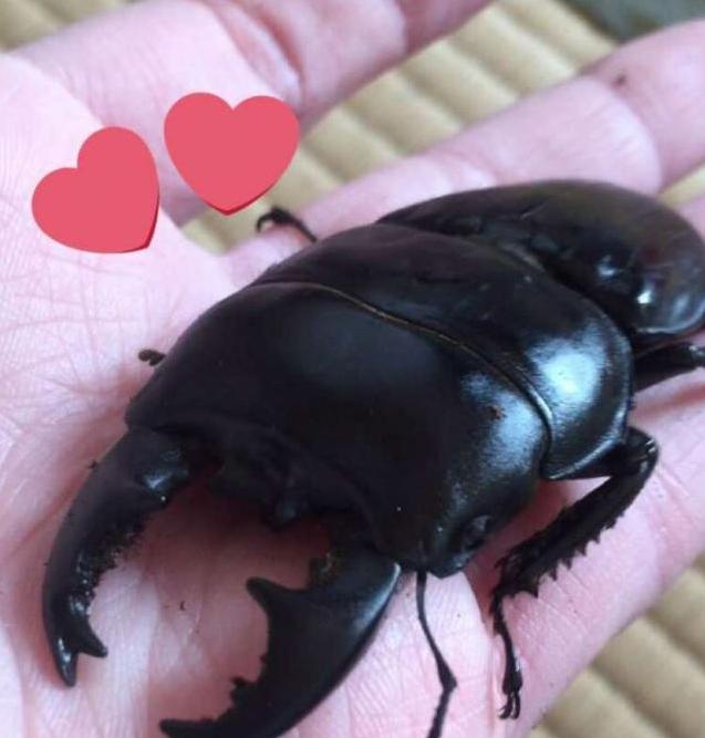 你养的宠物只会花钱，人家日本美女养的宠物会画画，还能挣钱