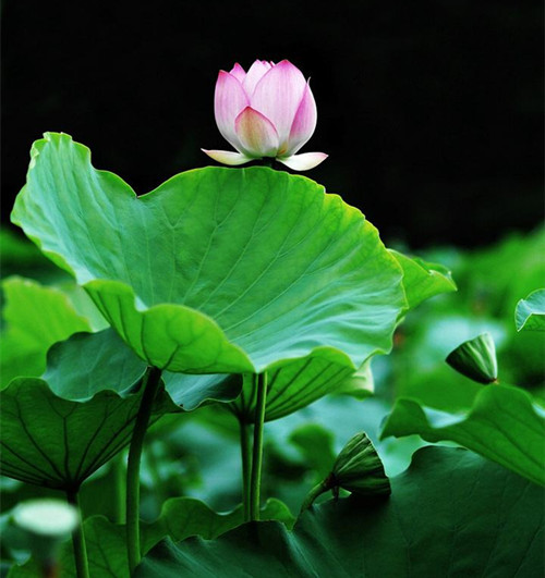 杨修之死感悟赏析,杨修之死逐句翻译