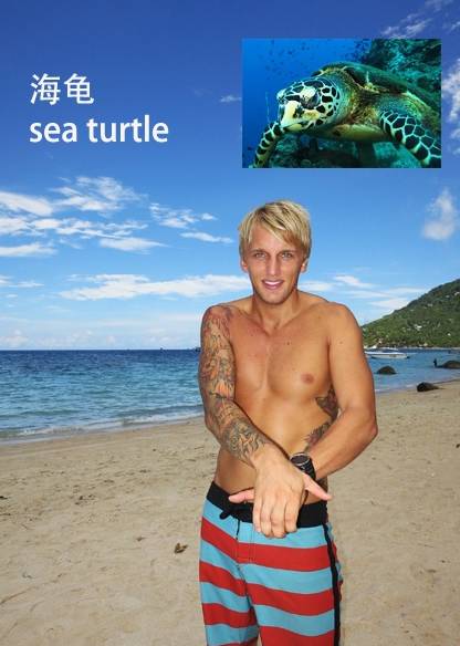 各种鱼的手势,海鱼表示动作词语