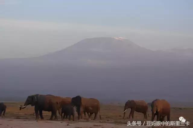 风动？树动？心动！致你，Kenya