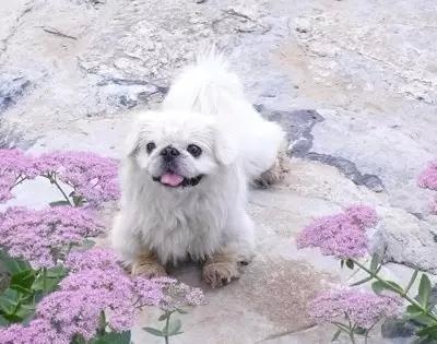 各种狗及身价，终于收全了