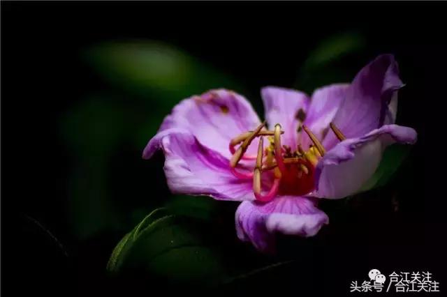 暴牙郎的药用,暴牙郎的神奇功效