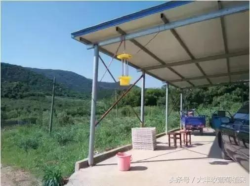 葡萄园挖土时，发现这种白色肉虫，一定要重视