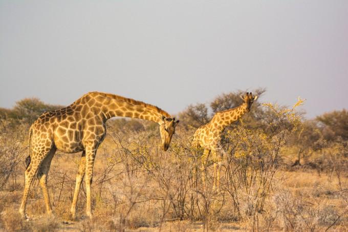 来到纳米比亚，你会知道什么才是非洲应有的样子！