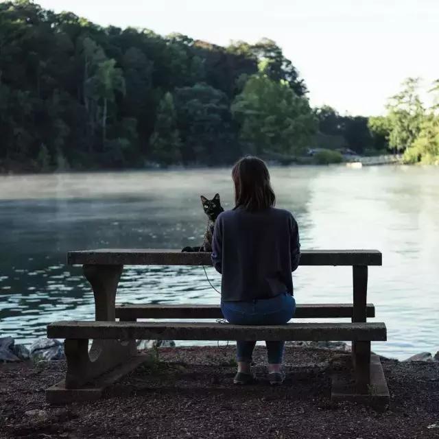 玳瑁猫有什么好,玳瑁猫猫界有多受欢迎