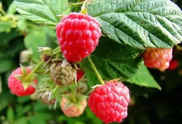 贵阳这个季节水果采摘线路，错过又要等一年