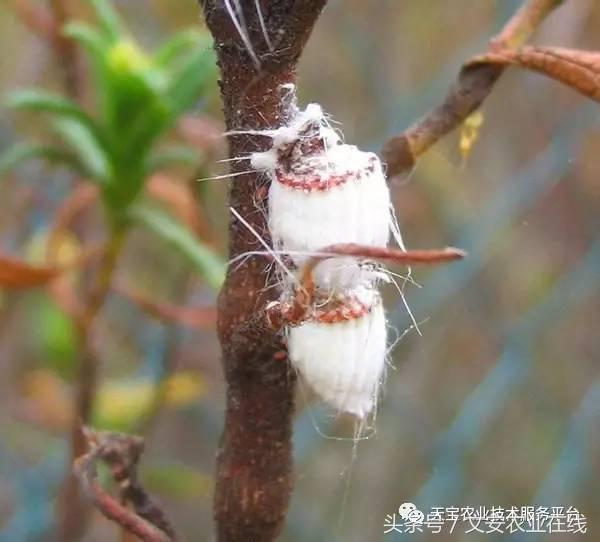 十大类杀虫剂详解不容错过,十大类型杀虫剂