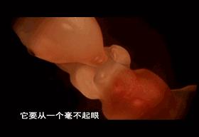 子宫日记解密生命孕育全过程,子宫日记央视纪录片
