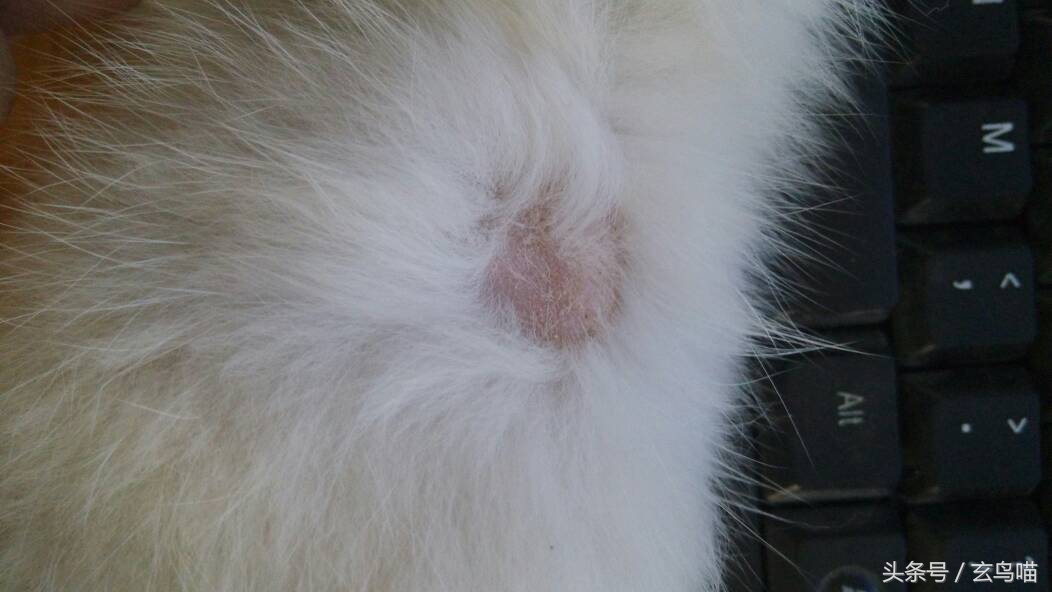 猫咪得了轻微猫癣要隔离,处理猫癣正确流程