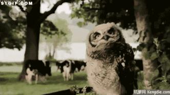 我去年买了个表歌曲,我去年买了个表出处