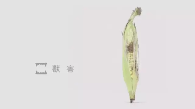 日本民众抢疯蔬菜,日本人抢购中国食物